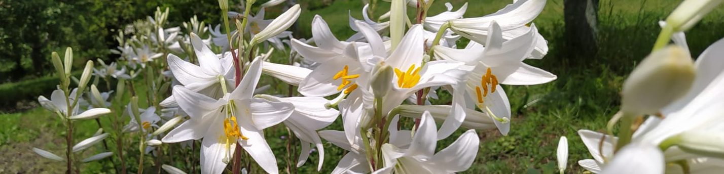 Tosya Akzambak yetiştiriyor